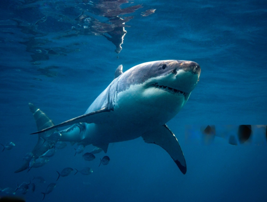 the great white sharks